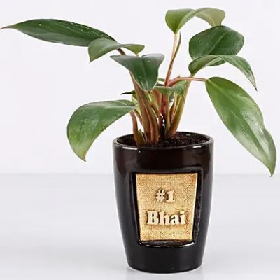 Red Philodendron Plant For Number 1 Bhai
